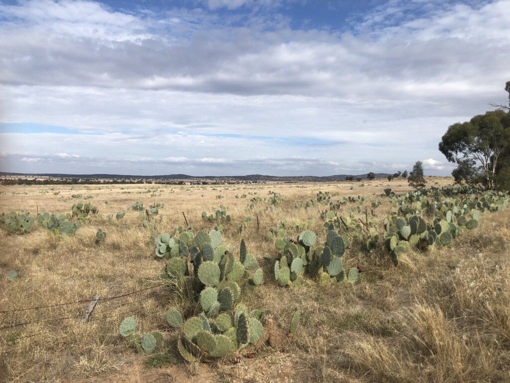 weed spraying wheel cactus