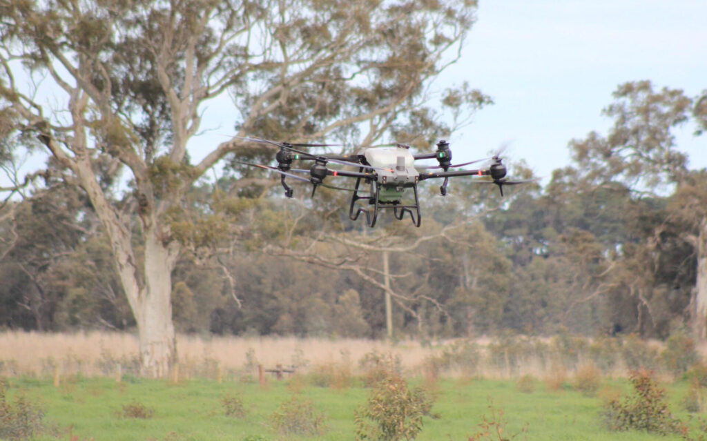 T40 AMONGST TREES