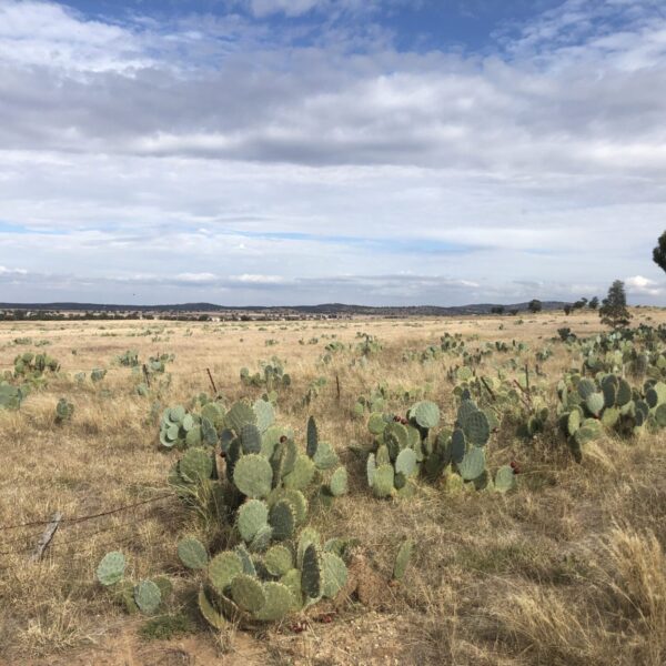 weed spraying wheel cactus